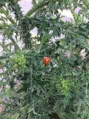 Coccinella septempunctata