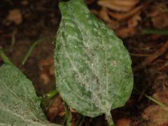 Golovinomyces sordidus