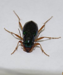 Tetracha virginica