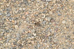 Xanthochilus saturnius