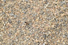 Xanthochilus saturnius