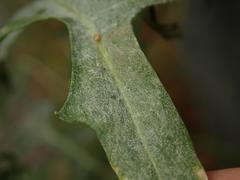 Erysiphe cruciferarum