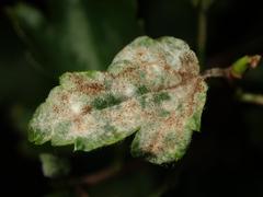 Podosphaera mors-uvae