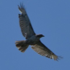 Buteo jamaicensis