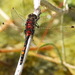 Small Whiteface - Photo (c) Mirko Tomasi, some rights reserved (CC BY-NC), uploaded by Mirko Tomasi