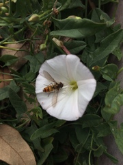 Episyrphus balteatus