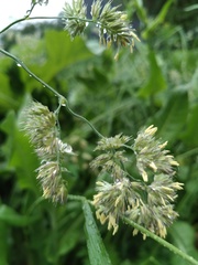 Dactylis glomerata