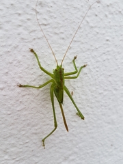 Tettigonia viridissima