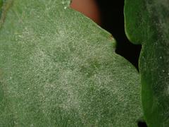 Erysiphe macleayae