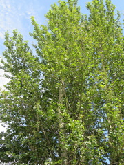 Populus × hastata