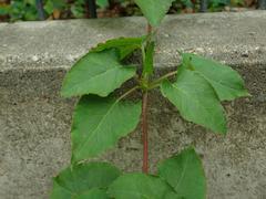 Fallopia baldschuanica