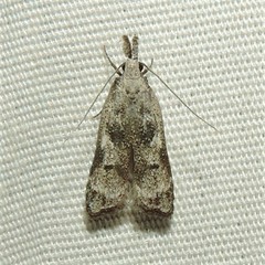 Dichomeris inversella