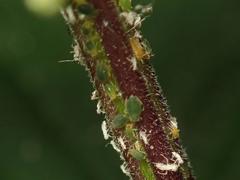 Aphis urticata