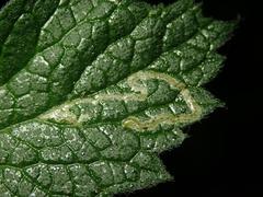 Amauromyza morionella