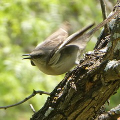 Mimus polyglottos
