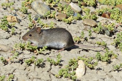 Abrothrix olivacea