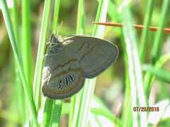 Neonympha areolatus