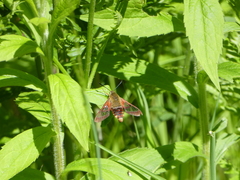 Hemaris gracilis