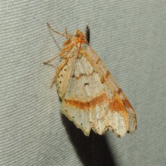 Macaria promiscuata