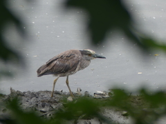 Nyctanassa violacea