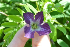 Clematis viticella