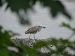 Nyctanassa violacea