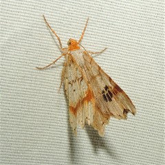 Macaria promiscuata