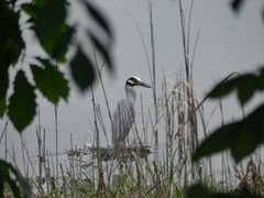 Nyctanassa violacea