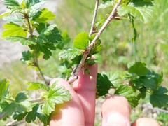 Ribes hirtellum