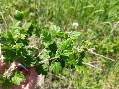Ribes hirtellum