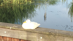 Anas platyrhynchos domesticus