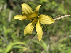 Hemerocallis lilioasphodelus