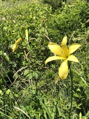 Hemerocallis lilioasphodelus
