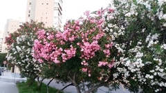 Nerium oleander