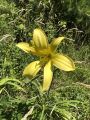 Hemerocallis lilioasphodelus