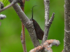 Oligotricha striata