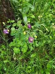 Aquilegia vulgaris