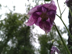 Aquilegia vulgaris