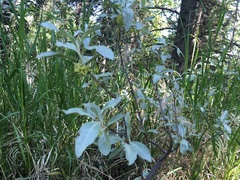 Elaeagnus commutata
