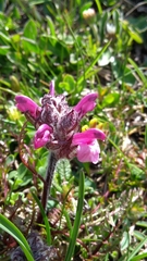Pedicularis rosea