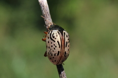 Calligrapha philadelphica