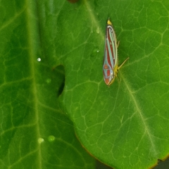 Graphocephala idonea