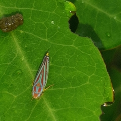 Graphocephala idonea