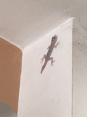 Ptyodactylus