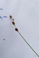 Carex albolutescens