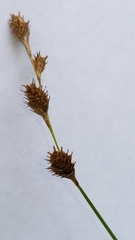 Carex albolutescens