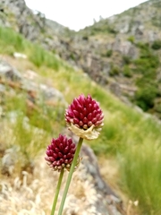 Allium sphaerocephalon