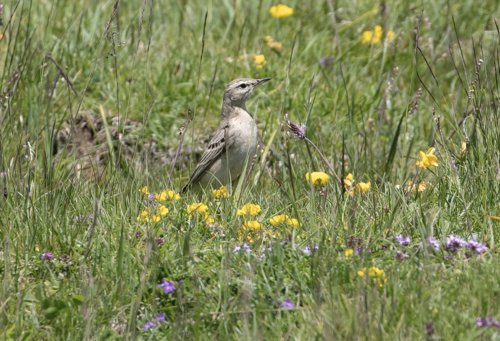 Bisbita campestre (Anthus campestris)
