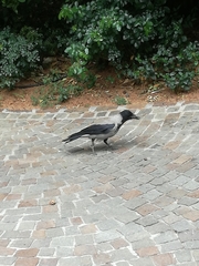Corvus cornix