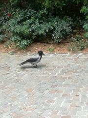 Corvus cornix